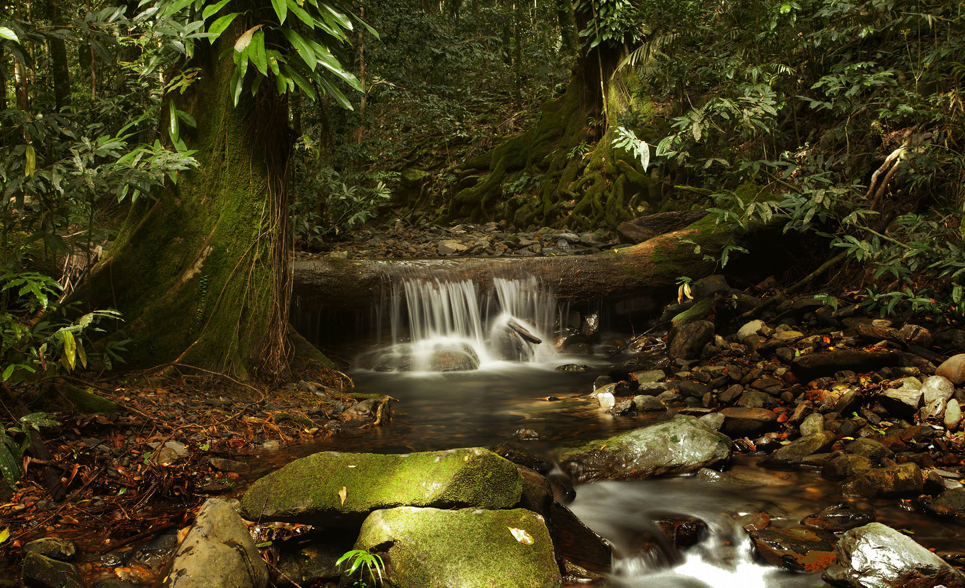 Тропический лес Дейнтри Австралия