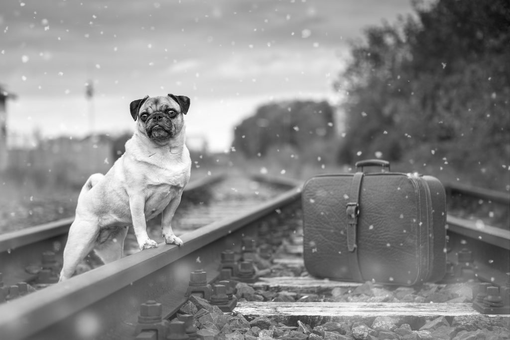 dog train travel