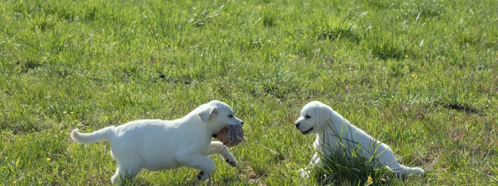snowy pines white labs