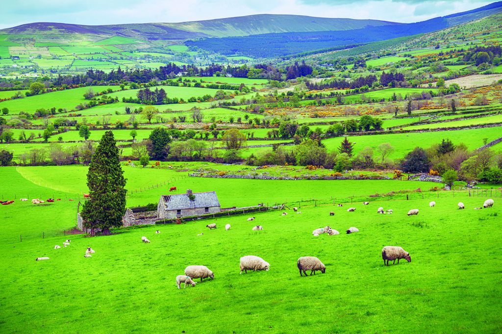 Green pastures of Ireland