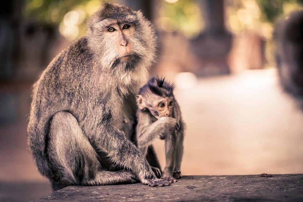 monkey forest bali