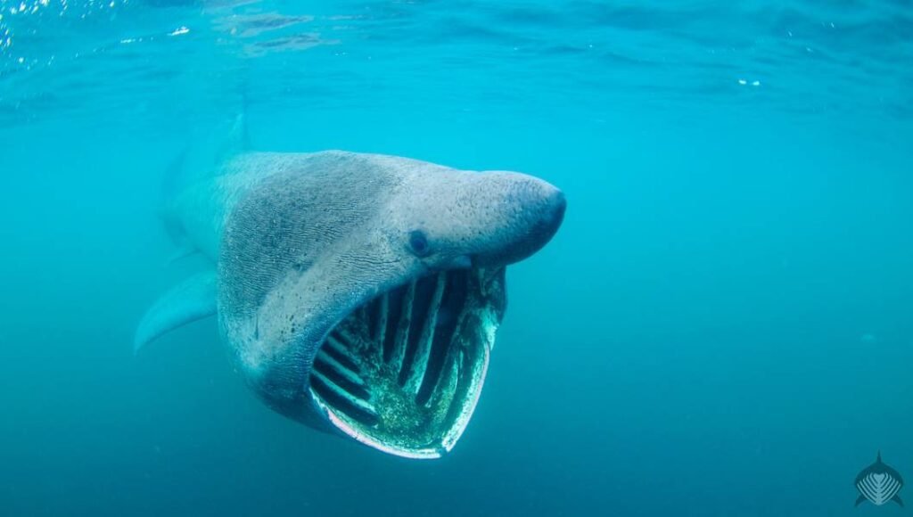 basking shark scotland