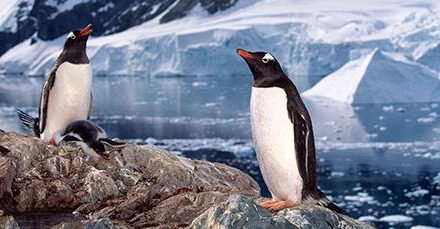 Atlas Unveils 2021/22 Antarctica Itineraries