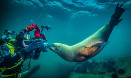 Into the Sea Lion’s Den