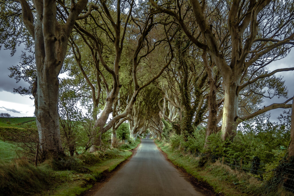 Dark Hedges