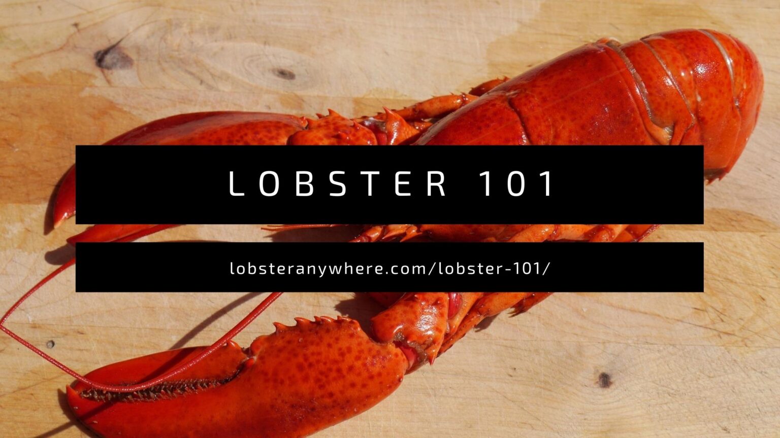 Behind the Lobster, with LobsterAnywhere’s Kevin Fagan | Luxe Beat Magazine