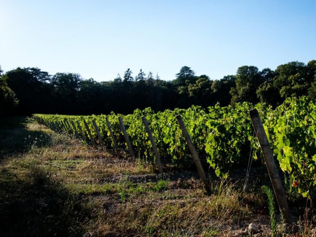 The vineyards at the Château de Fontenay (© Jean-Louis Carli)