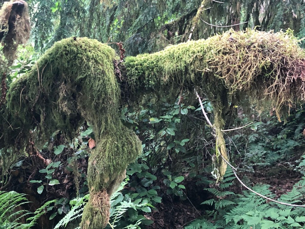 Marvelous moss