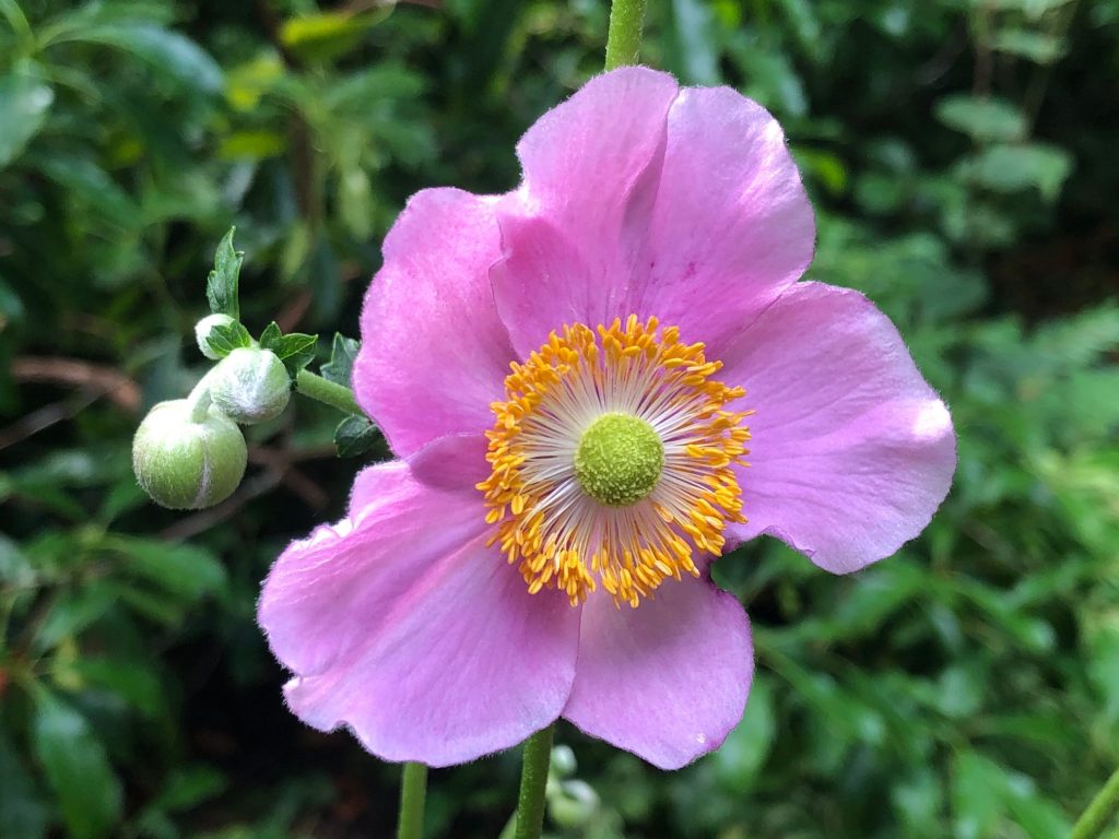 Pretty in pink