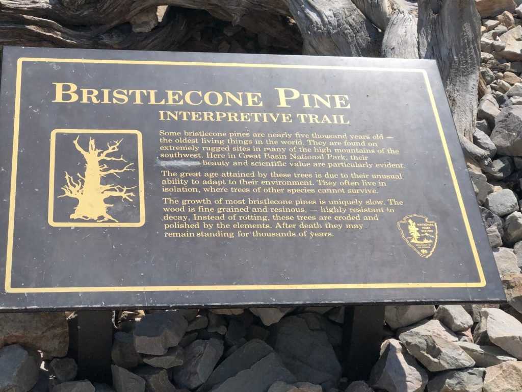 Bristlecone Pine interpretive trail