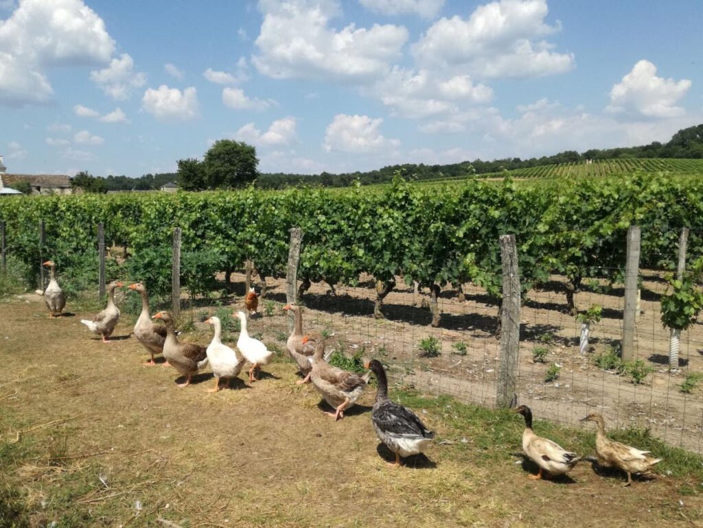 All poultry used in Vincent's restaurant is raised on his own farm (Credit: V. Treney - CRT Centre-Val de Loire)