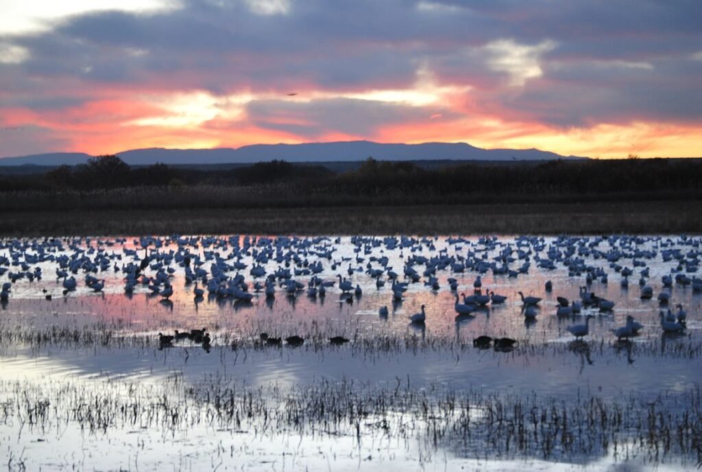 the Bosque