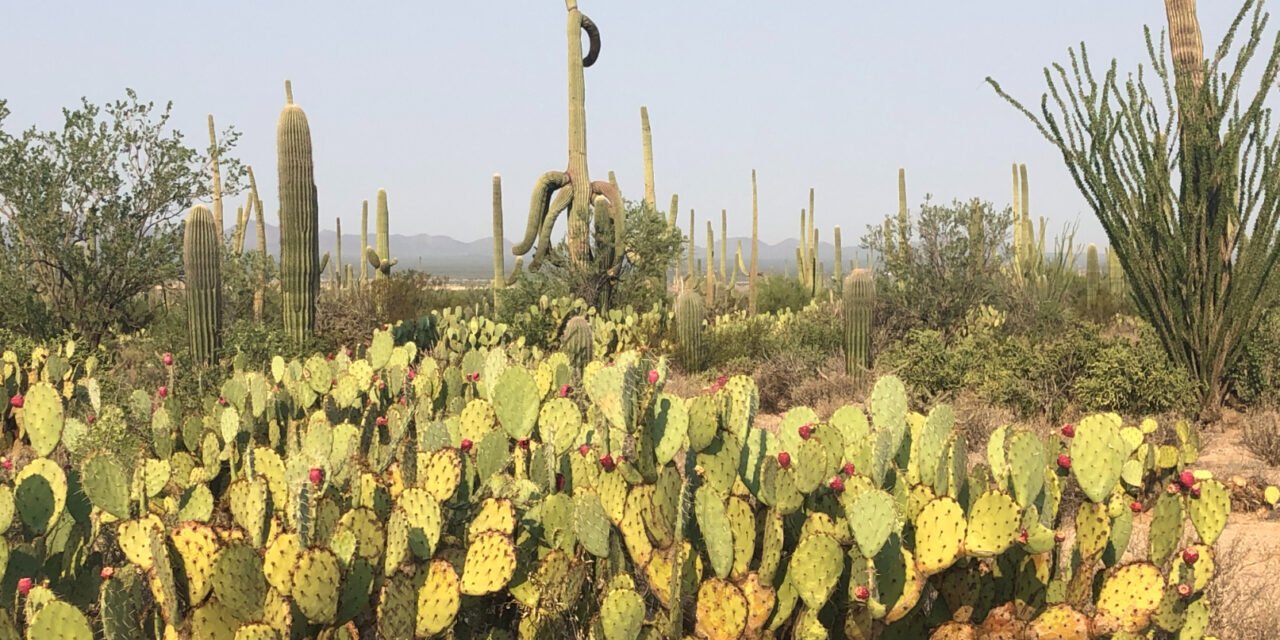 Pay homage to cactus royalty at Saguaro National Park