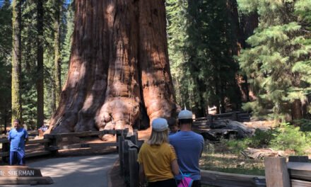 Revel in nature’s gems at Sequoia and Kings Canyon