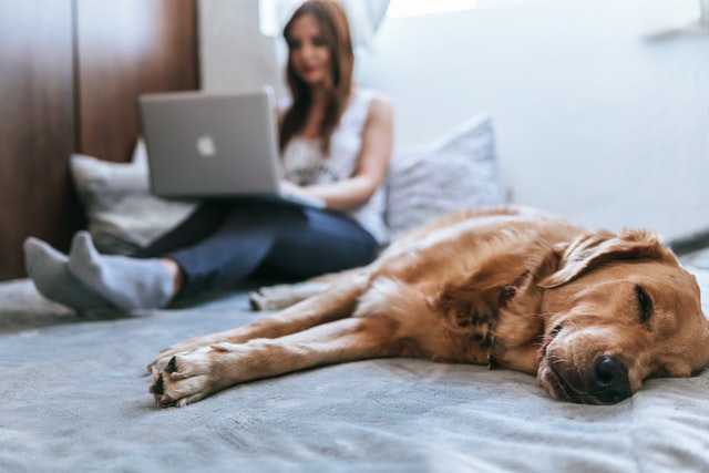 woman working from home with dog