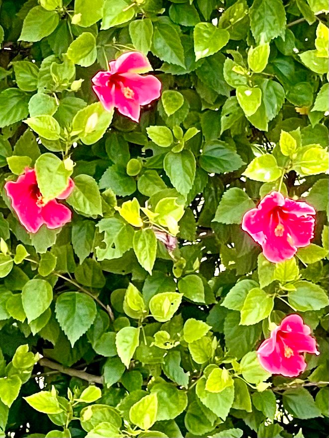 Pink hibiscus