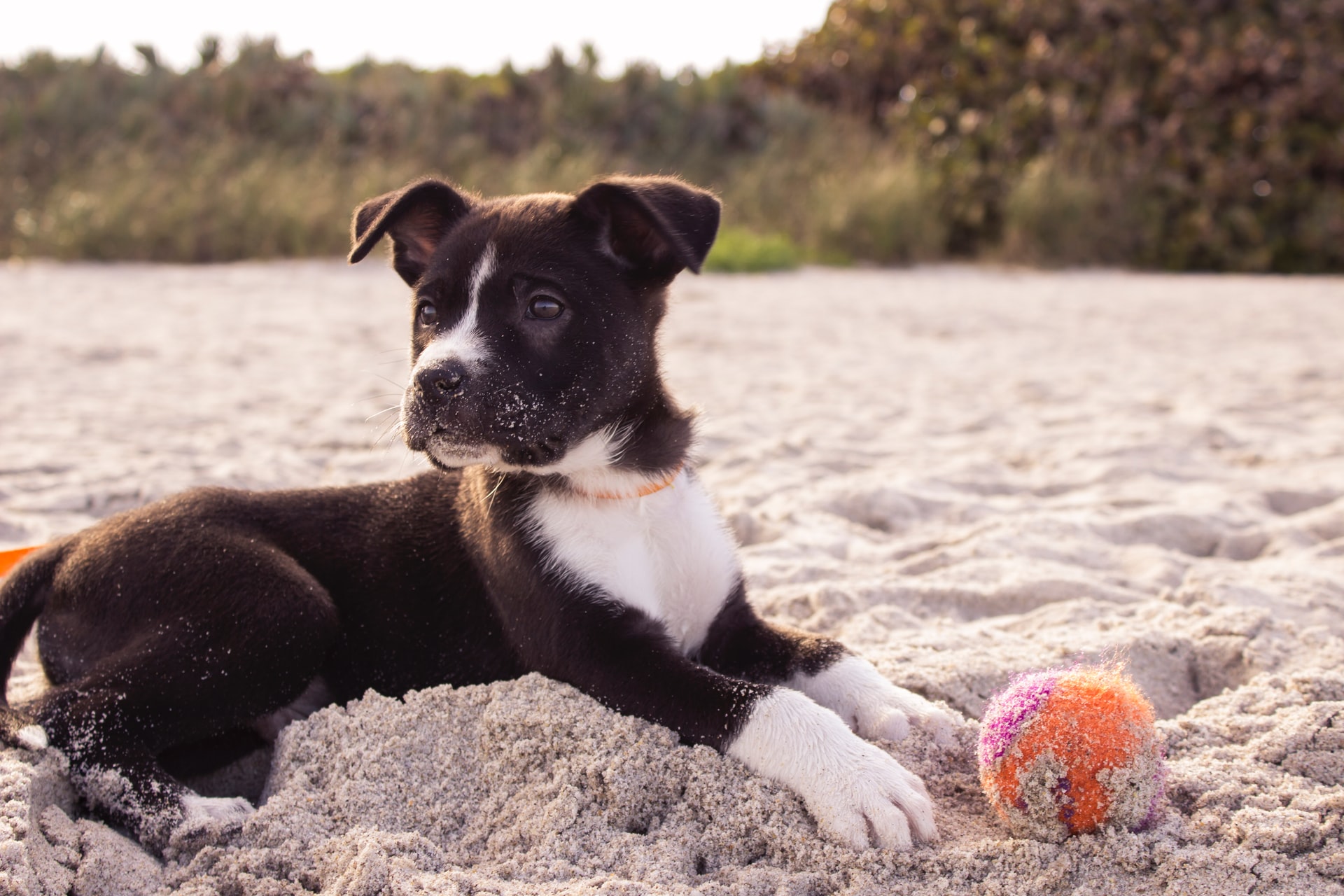 dog with ball on beach