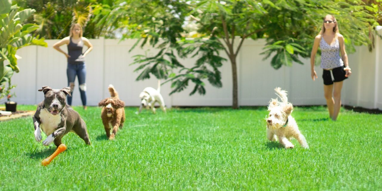 Pamper Your Pooch With Some Daycare