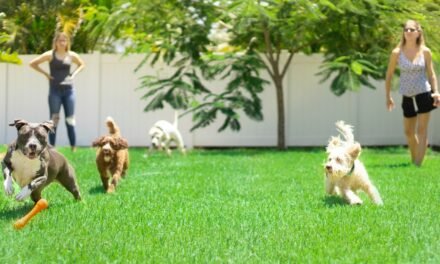 Pamper Your Pooch With Some Daycare