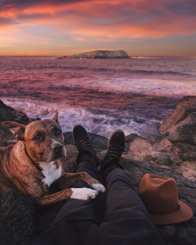 Dog Gold Coast, Australia