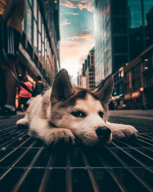 Dog Toronto, Canada