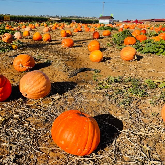 October Family Fun at The Westin Carlsbad Resort and Spa