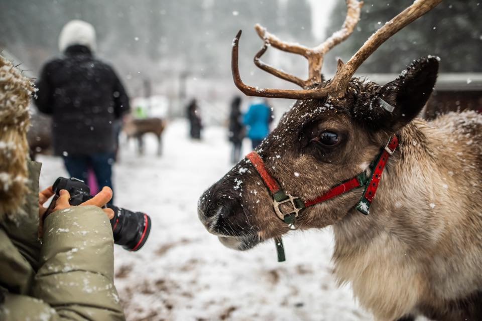 Get in the holiday spirit at the Leavenworth Reindeer Farm