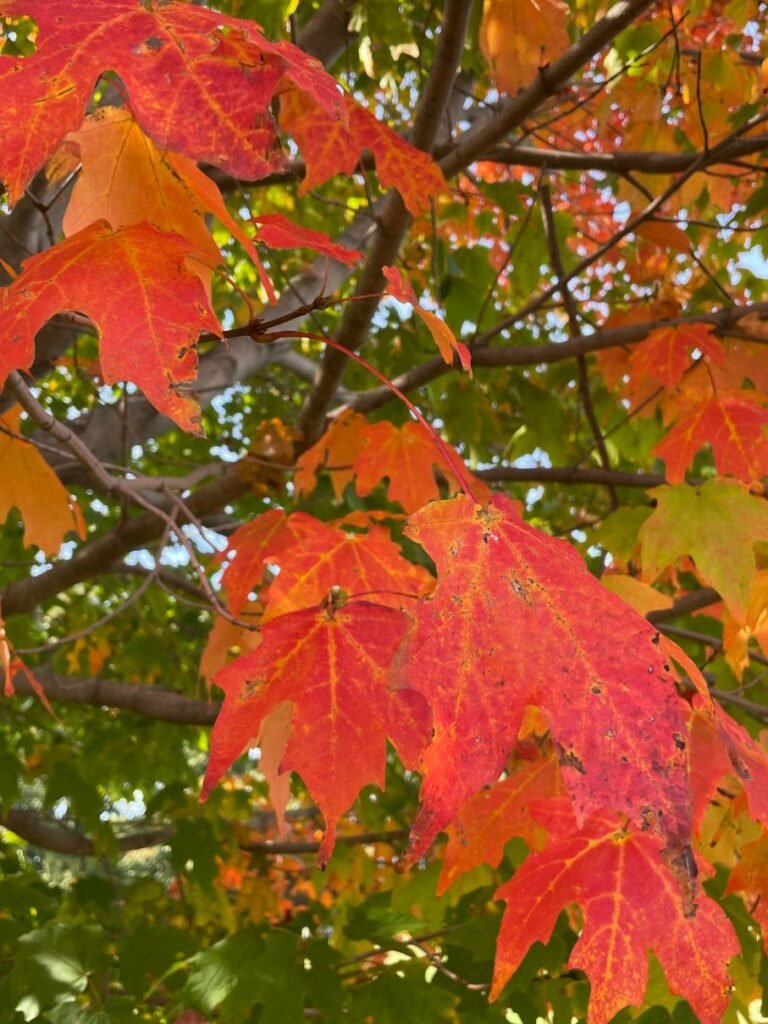 Leaf peeping in autumn