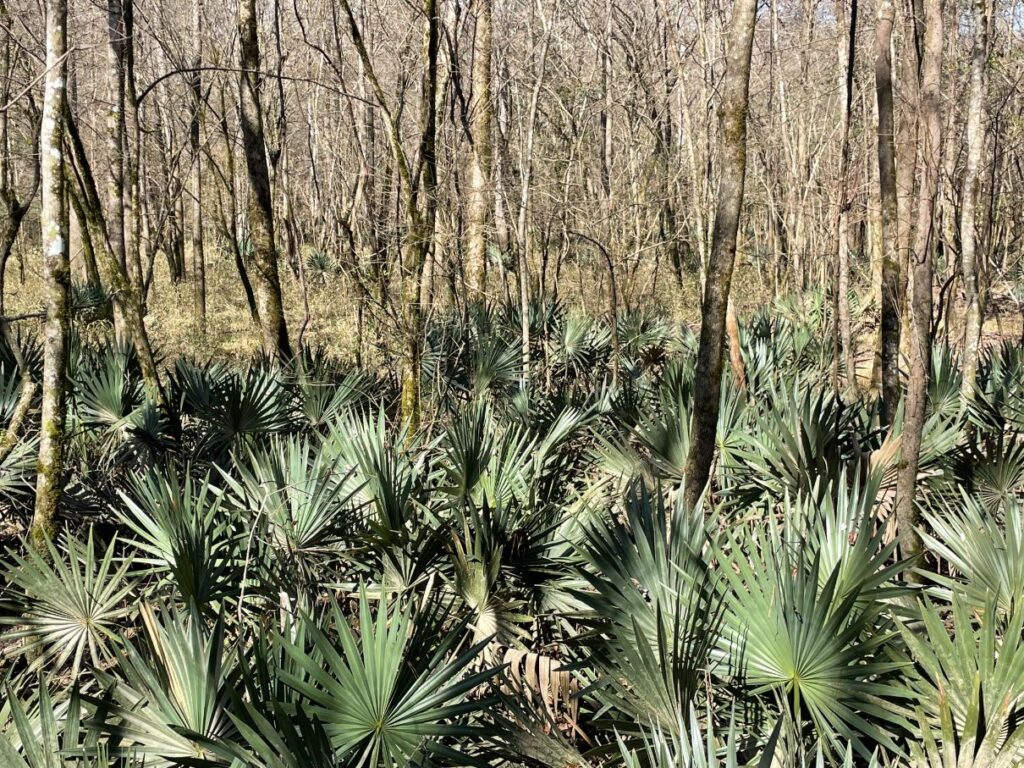 Dwarf palmetto