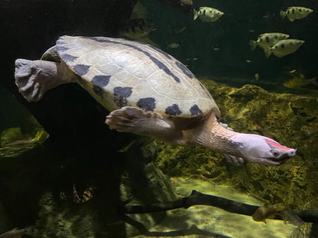 Get up-close with a sea turtle at the Virginia Aquarium