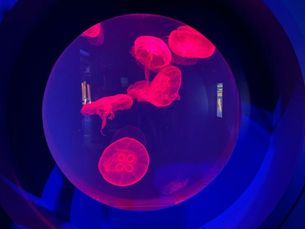 Mesmerizing jellyfish at the Virginia Aquarium
