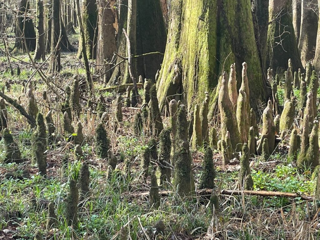 The knees around the bald cypress