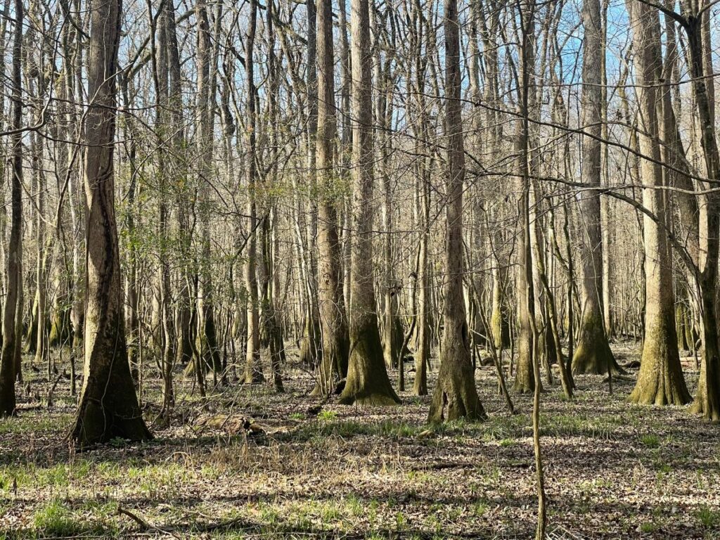 The park is known for its rare old- growth floodplain forest