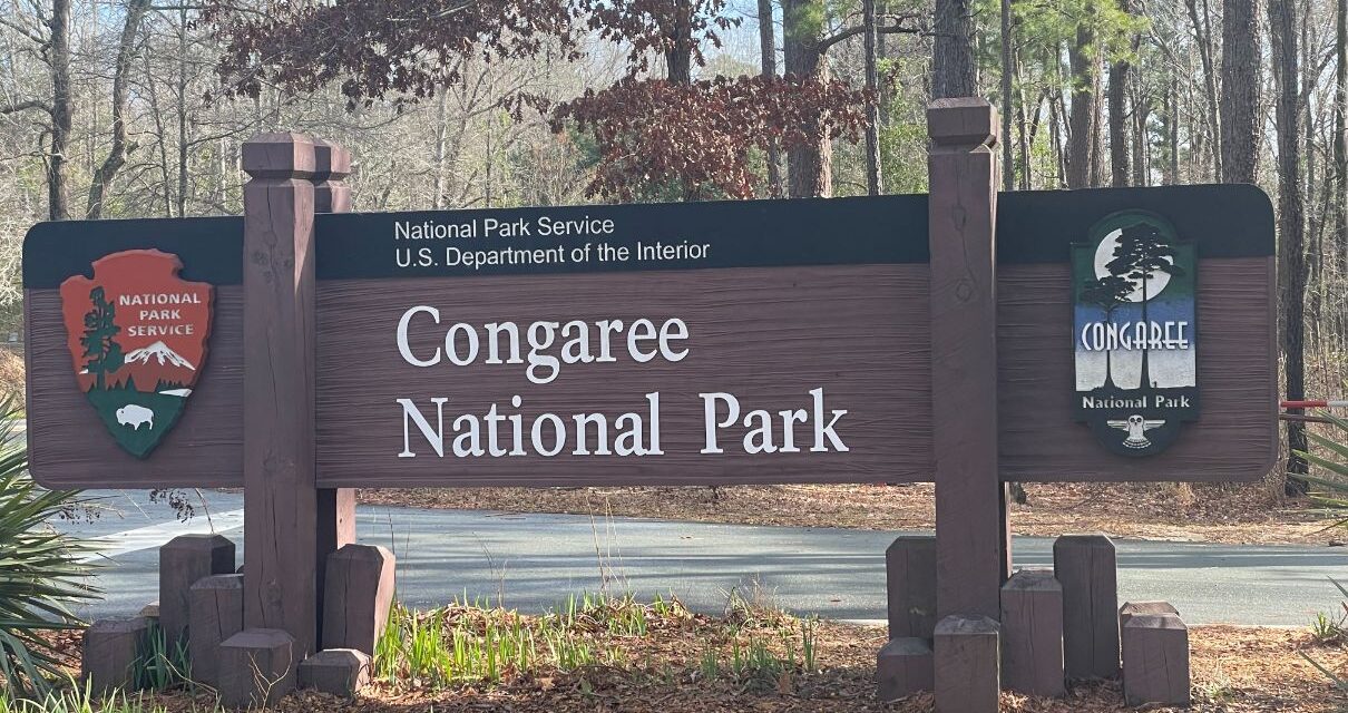 The wild heart of South Carolina beats strong in Congaree National Park