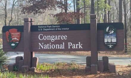 The wild heart of South Carolina beats strong in Congaree National Park