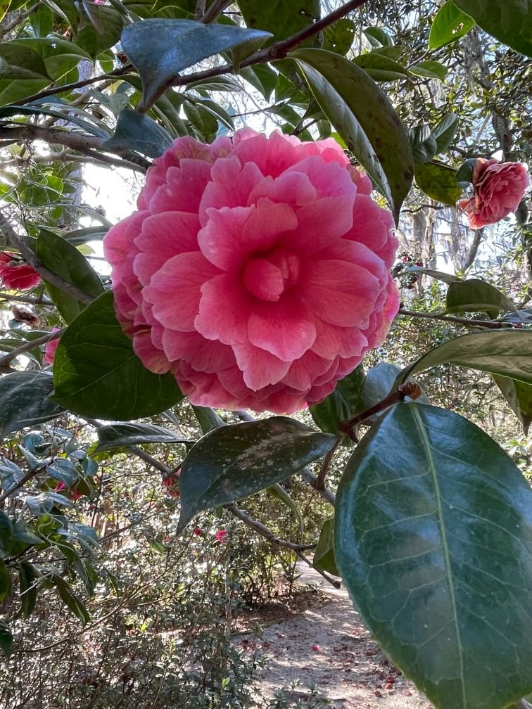 Beautiful bloom at Magnolia Plantation gardens
