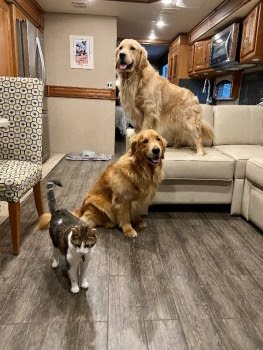 Murrays plan to start living full time on the road this July with their cat Holly Hox and two Golden Retrievers, Gaston (middle) and Sven (rear). 