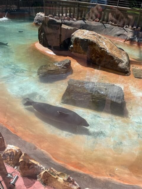 Seals at Bahia