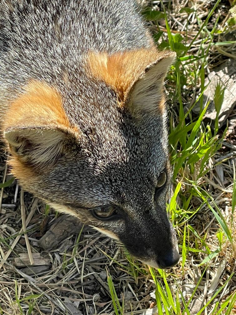 Island fox