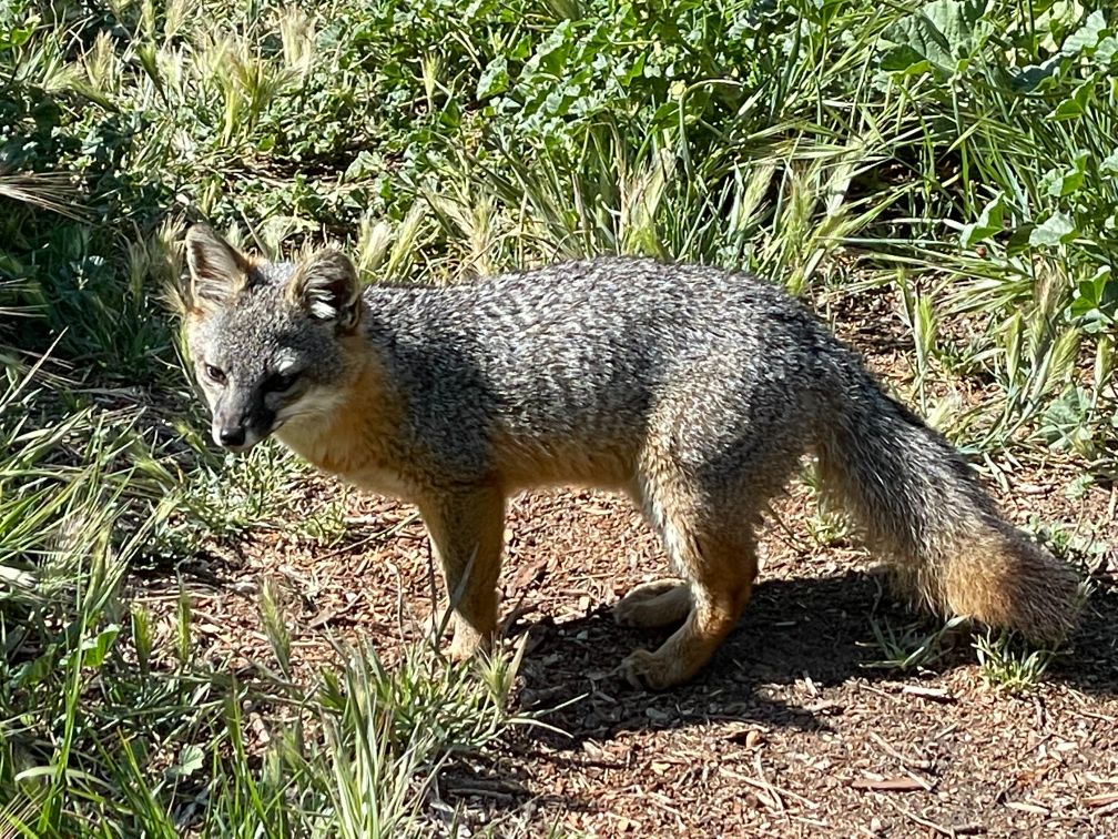 Island fox