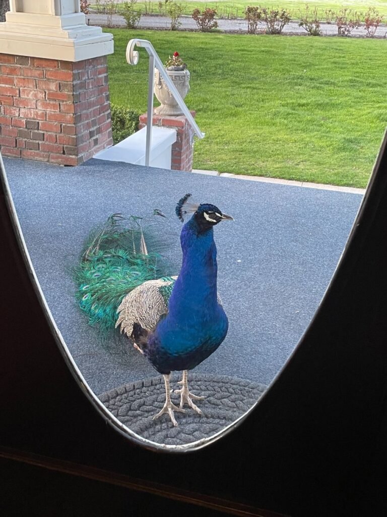 Prince the resident peacock at Warm Springs Inn