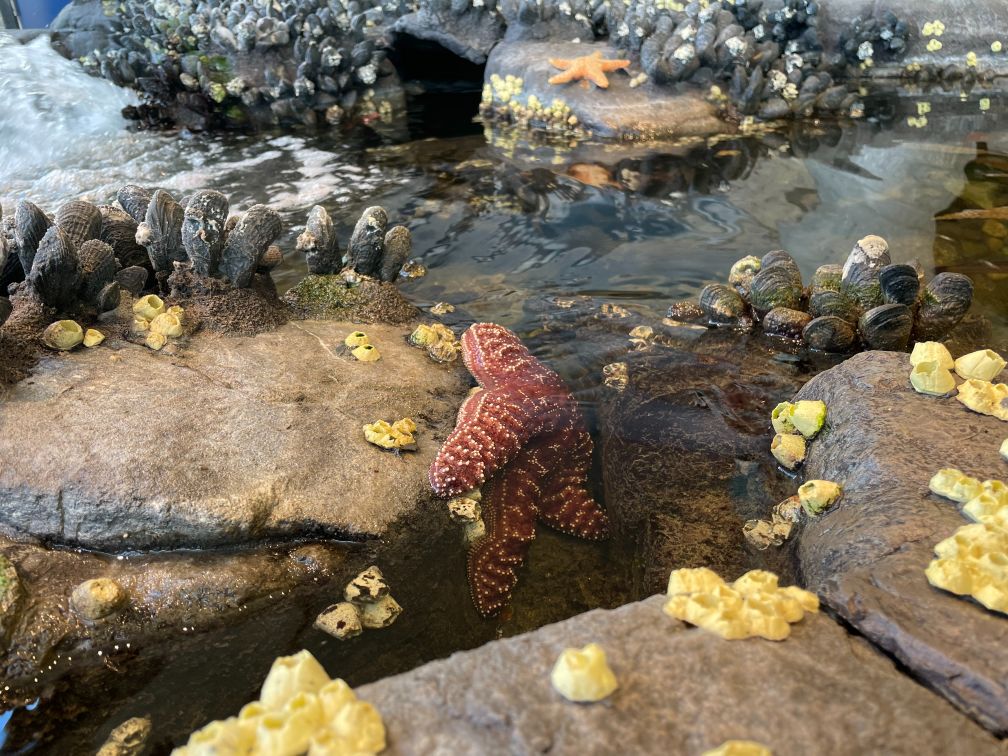 Tidepool exhibit in Visitor Center