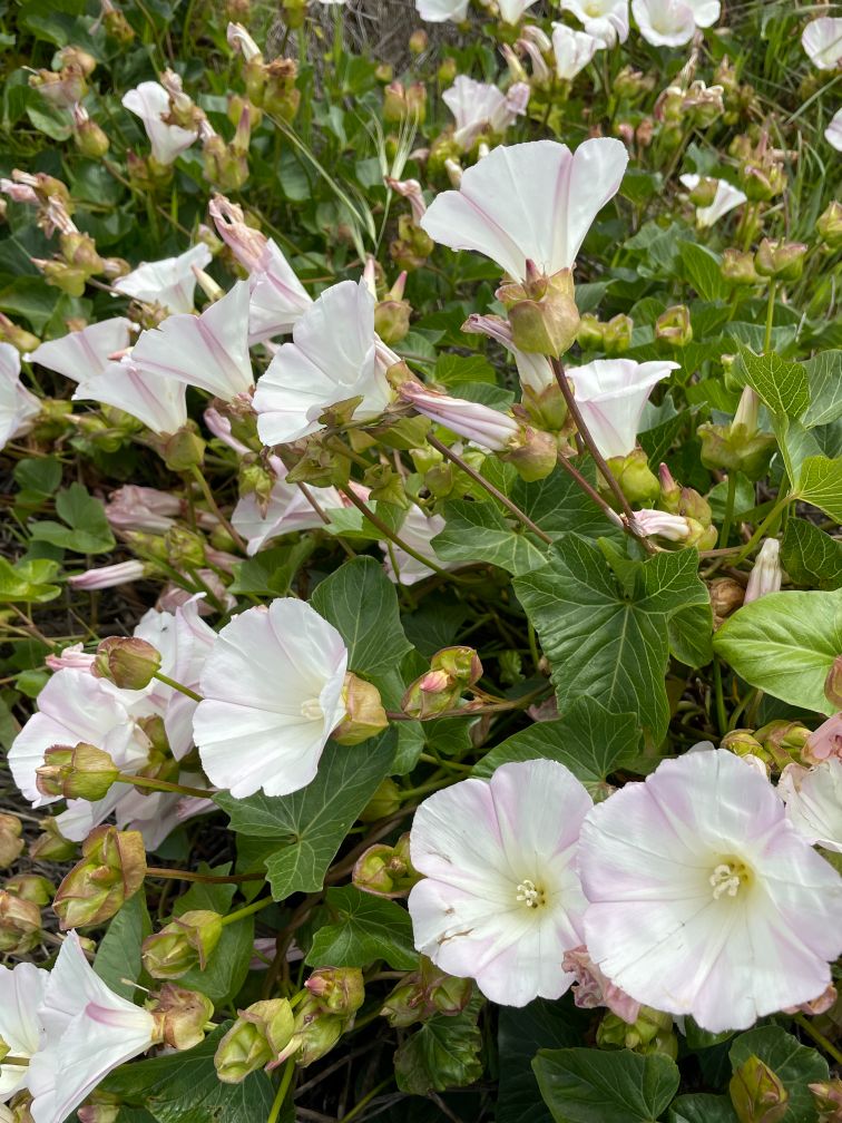 Wildflowers in bloom