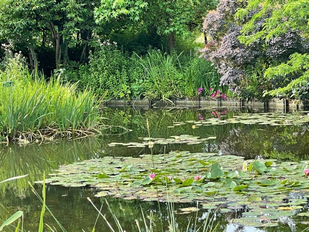 Feast your eyes on the water lilies