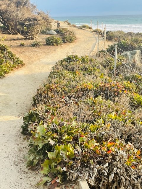 San Diego is filled with scenic hiking trails. Photo by Jill Weinlein