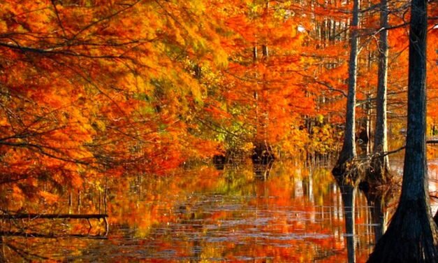 Introverts: 10 Leaf Peeping Escapes for Mindful Wandering