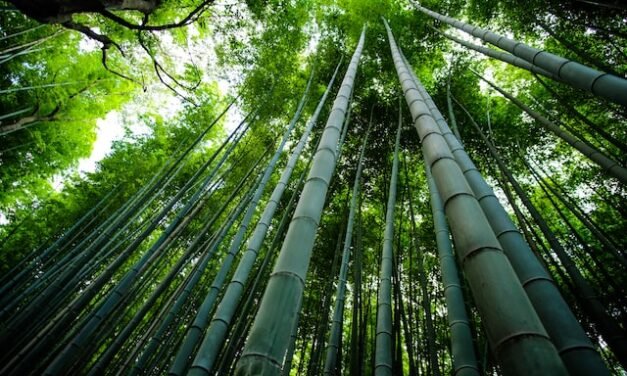 How is bamboo fabric produced?