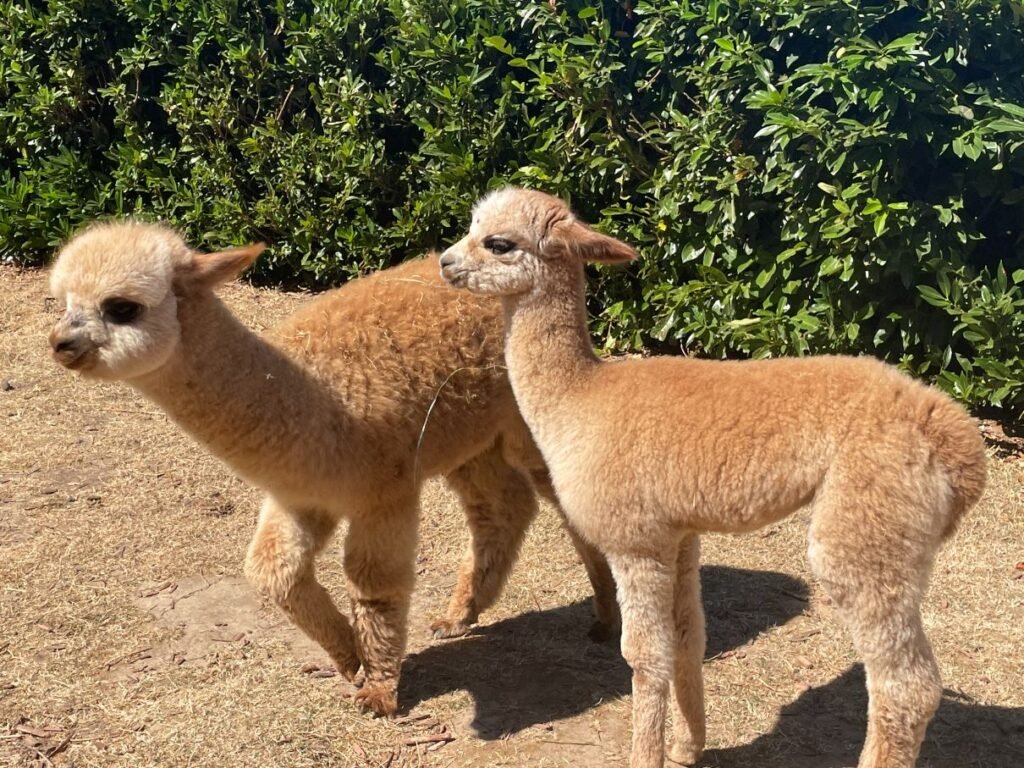 Alpacas of Oregon