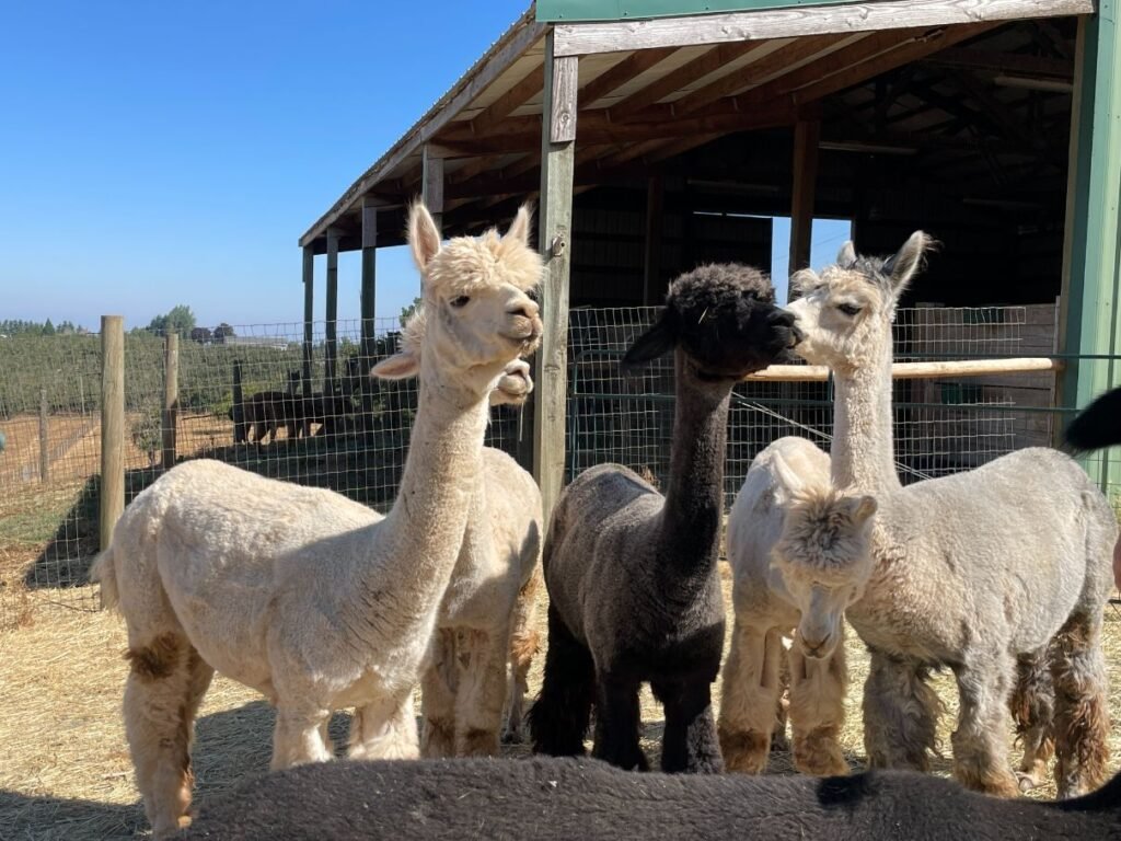 Alpacas of Oregon