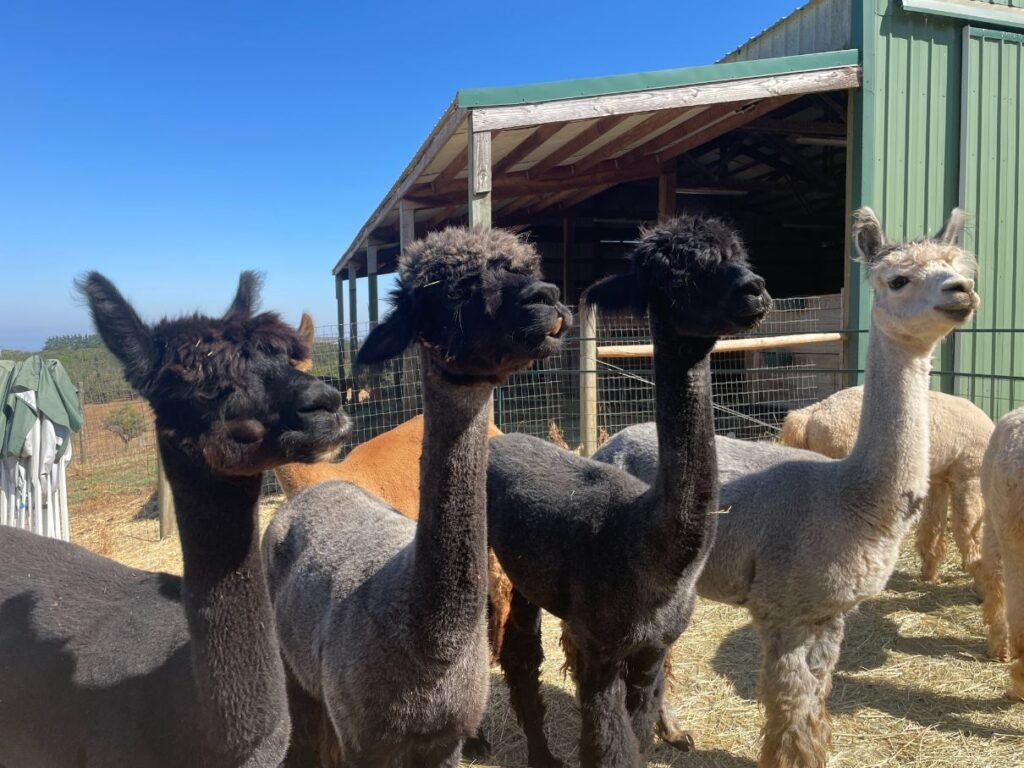 Alpacas of Oregon